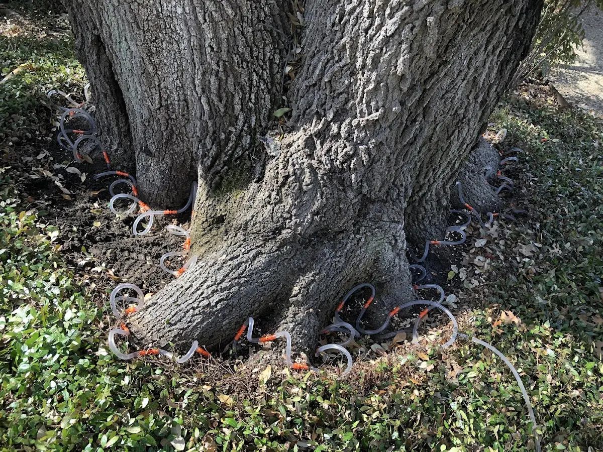 Detailed Tree Cabling and Bracing job site in Coaldale
