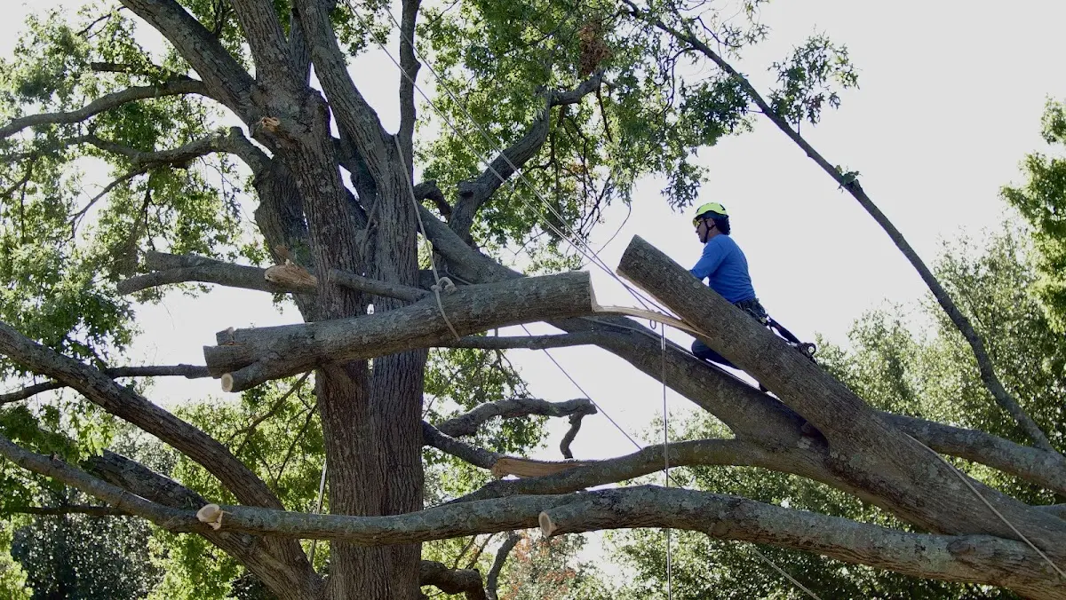 Professional Crown Thinning performed by certified arborists in Coaldale
