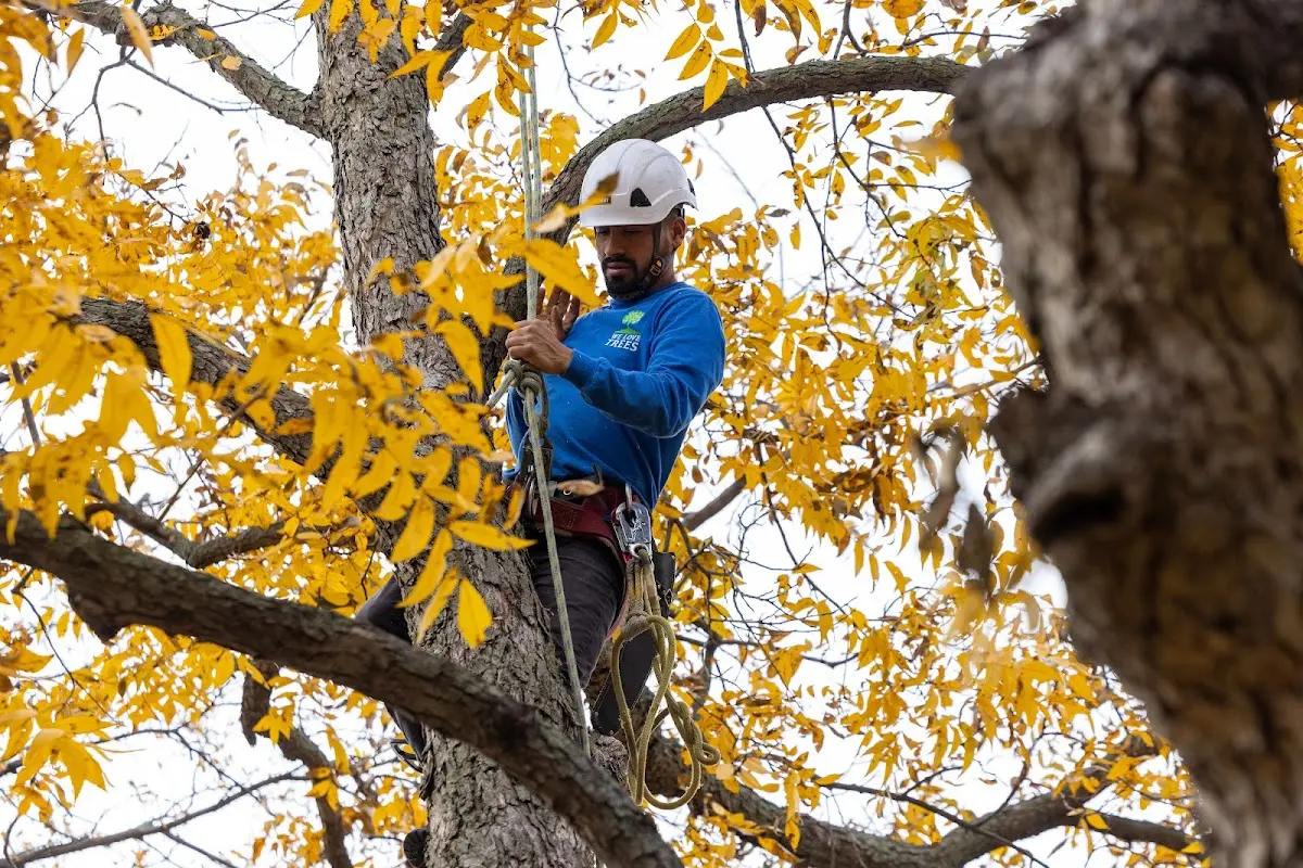 Skilled Tree Pruning crew working in Coaldale
